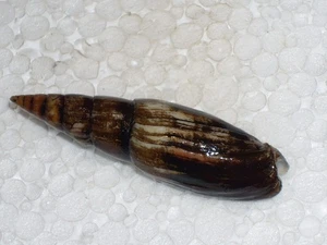 EPISCOMITRA ZONATA  HARD TO GET, OLD COLLECTION - Picture 1 of 2