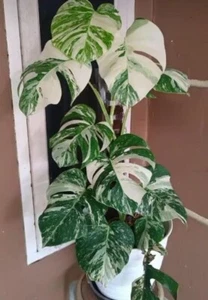 LH 1729T Monstera Variegata white Alba Indoorplants Seeds 2 Samen Monsteraplants - Bild 1 von 1