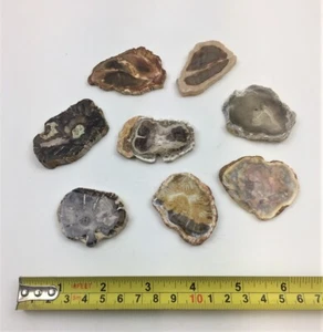 VERSTEINERTE HOLZSCHEIBE ~ 55 MM (2 ZOLL) ~ GESCHLIFFEN & POLIERT ~ MADAGASKAR ~ FOSSIL - Bild 1 von 2