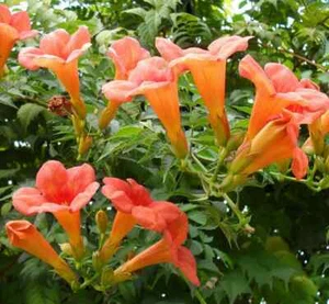 100+ FLOWER VINE SEEDS: Perennial Trumpet Creeper (Campsis radicans) USA SELLER - Picture 1 of 3
