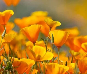 5,000 California Poppy Flower Seeds to Grow Eschscholtzia californica - Picture 1 of 4