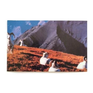 Postcard Bighorn Sheep Mountain Unused Landscape Nancy Udean Christian Tours NC - Picture 1 of 5