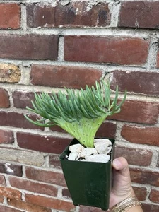 Crested Senecio Vitalis - Mermaid's Tail Rooted Succulent RARE  Plant 🪴 - Picture 1 of 4