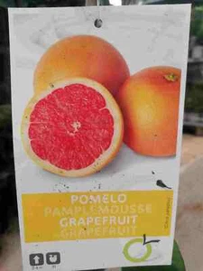 Citrus paradisi star ruby 100-130 cm red grapefruit paradise apple citrus plant - Picture 1 of 3