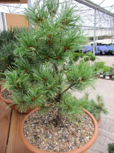 Pinus parviflora Schoon's Bonsai - Mädchenkiefer Schoon's Bonsai - Bild 1 von 1