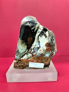 Rare mix color white brown black petrified wood polished 335gr (3x7x10cm) 101 - Picture 1 of 5