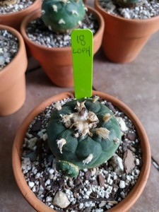 仙人掌岩牡丹花cactis 多肉植物 Ebay