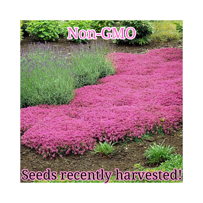 Pink Creeping Thyme Seeds | Non-GMO | Bulk Groundcover Seeds • 3.98$