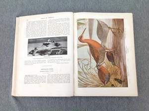 1936 Birds Of America Hardcover - Foto 1 di 24