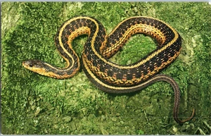 Garter Snake Sapsucker Woods Sanctuary Ithaca New York Snake Postcard - Picture 1 of 2
