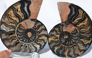 9650 SELTEN 1in100 SCHWARZER Ammonit PAAR tiefe Kristalle 110myo FOSSIL LRG 130mm 5,1" - Bild 1 von 8