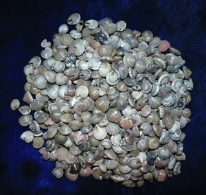 1/2 PFUND SCHWARZE UMBONIUM MEERMUSCHELN, STRANDDEKOR NAUTISCHES HANDWERK TROPISCH - Bild 1 von 3