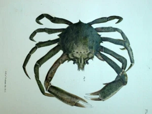 CRABE ARAIGNEE DE MER MAJIDAE décapode marin, lithographie originale 19eme - Imagen 1 de 2