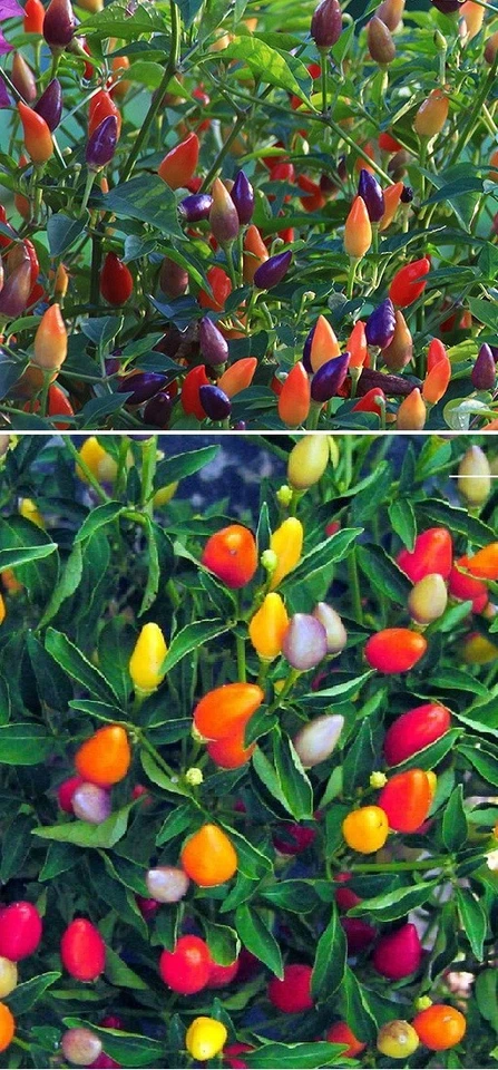 Regenbogen-Chilli Weihnacht duftende Pflanzen für Wohnung drinnen Zimmerpflanze - Bild 1 von 1