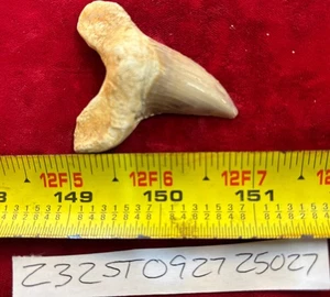 Diente grande de tiburón fósil Otodus Obliquus 60 millones de años. "2""" - Imagen 1 de 1