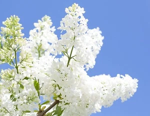 25 White Japanese Lilac Seeds (Extremely Fragrant) - Picture 1 of 3