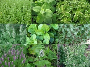 Menta - Menta - 9 variedades - 165+ semillas - Semillas - ¡Rarezas olorosas! V 155 - Imagen 1 de 1