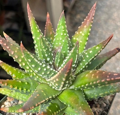 Planta suculenta de cactus Haworthia (Tulista) pumila Foto 1 de 2
