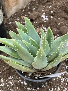 Aloe brevifolia Short-Leaf Aloe Succulent 4" Tall 7"Wide #20W - Picture 1 of 14