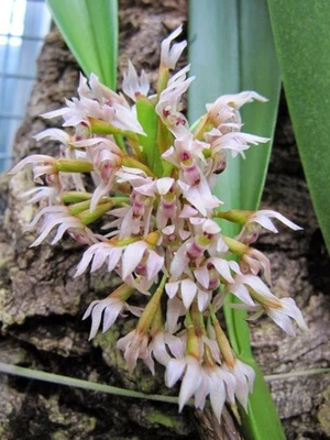 Especie de orquídea fragante inusual Maxillaria densa Foto 1 de 2