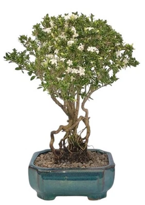 Monte Fuji Serissa Foetida Bonsai Árbol Raíces Elevadas Flor Interior 7 Yo 10-12" H Foto 1 de 4