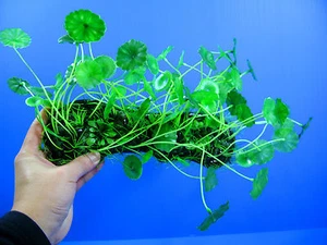 Aquarium Decorations Plastic Plants 10" - Fish Tank Water Plants Ornament  - Picture 1 of 7