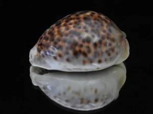 Muschel Cypraea tigris 83,9mm ID#6081 - Bild 1 von 7