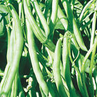 Kentucky Wonder Pole Bean seeds Organic Non GMO Heirloom 25 + seeds USA Brown 