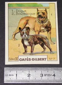 CHROMO 1936 CAFES GILBERT RACES DE CHIENS DOGUE BOULEDOGUE DOGS HUNDE - Imagen 1 de 2