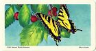RED ROSE TEA CARD, SERIES: BUTTERFLIES OF NORTH. AMERICA, WESTERN TIGER SWALLOW.