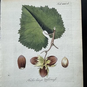 Antique Handcolored Botanical Print Engraving Ferdinand Vietz 1804 Hazelnut Tree - Picture 1 of 9