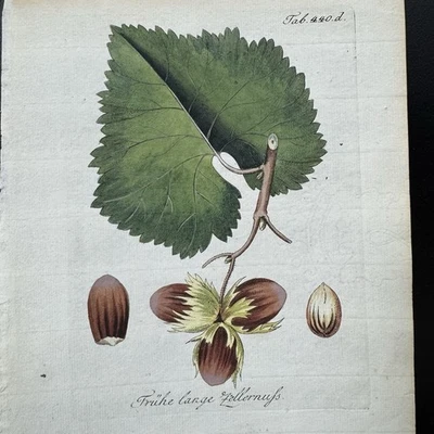 Antique Handcolored Botanical Print Engraving Ferdinand Vietz 1804 Hazelnut Tree - Image 1 of 4
