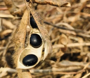 BLACK BEAN / TURTLE BEAN 25+seeds Easy Grow - Picture 1 of 8