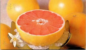 Florida Pink Grapefruit grown from October to May FLORIDA CHROME POSTCARD D18 - Picture 1 of 2