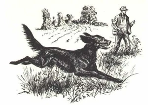 IRISH SETTER - CUSTOM MATTED - Dog Art Print - 1964 - Picture 1 of 1