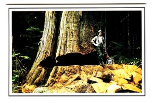 Postcard 4x6 WA Western Cedar Olympic Peninsula 19 Feet Across Lumberjack - Picture 1 of 2