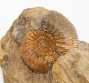 Ammonite, Teloceras sp., Giura, Bajoc, Rümlingen, Svizzera -c311 - Foto 1 di 5