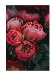 Pink Prints Flowers Modern Print Nature Furniture Camera Print Wall Art Floral - Picture 1 of 17