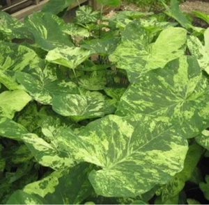 (2) Frog In The Blender Mammoth Caladium Rare Elephant Ear Bulbs - Picture 1 of 2