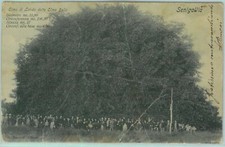97402 - CARTOLINA d'Epoca - ANCONA provincia - SENIGALLIA Olmo Bello 1906