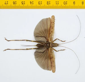 HOPPER/KATYDID - Orthoptera sp - Tapah Hills - MALESIA - 8539 - Foto 1 di 1