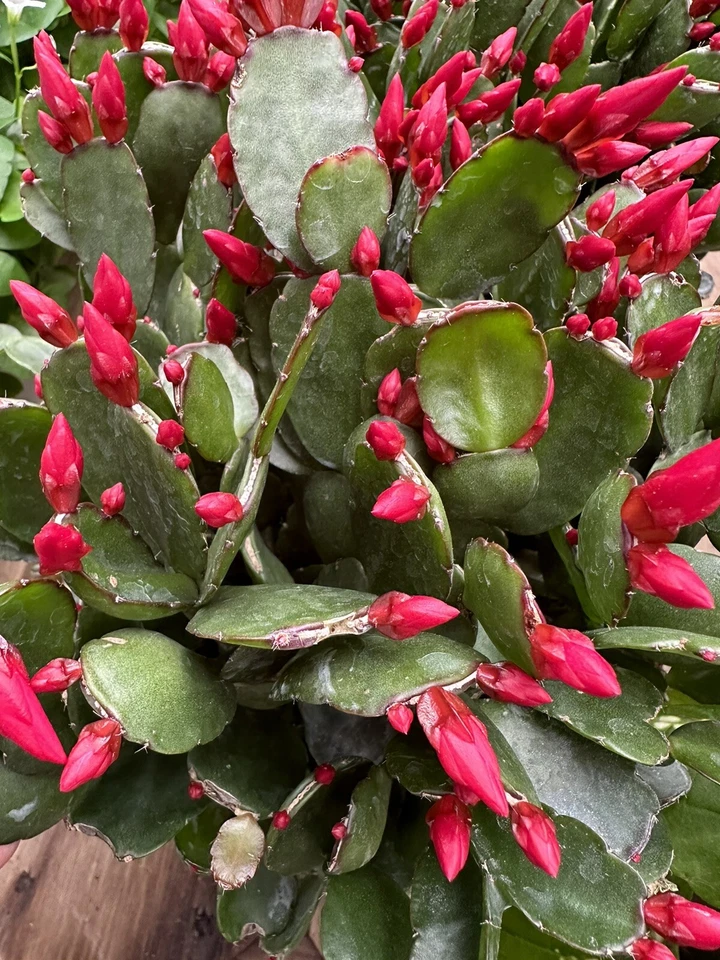 RARE RED LIVE Easter Cactus SMALL LIVE PLANTS $$ !! - Image 1 of 1