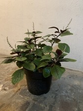 Incense plant