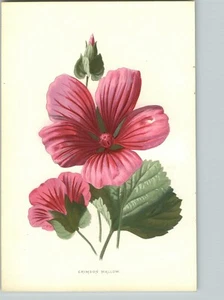 1880 Chromolithograph Mallow Malope Flower Botanical Print & 4 PG Bio Red - Bild 1 von 2