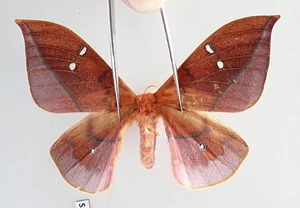 SA26350. Insects, butterflies: Cricula sp. Vietnam, Yen Bai - Picture 1 of 3