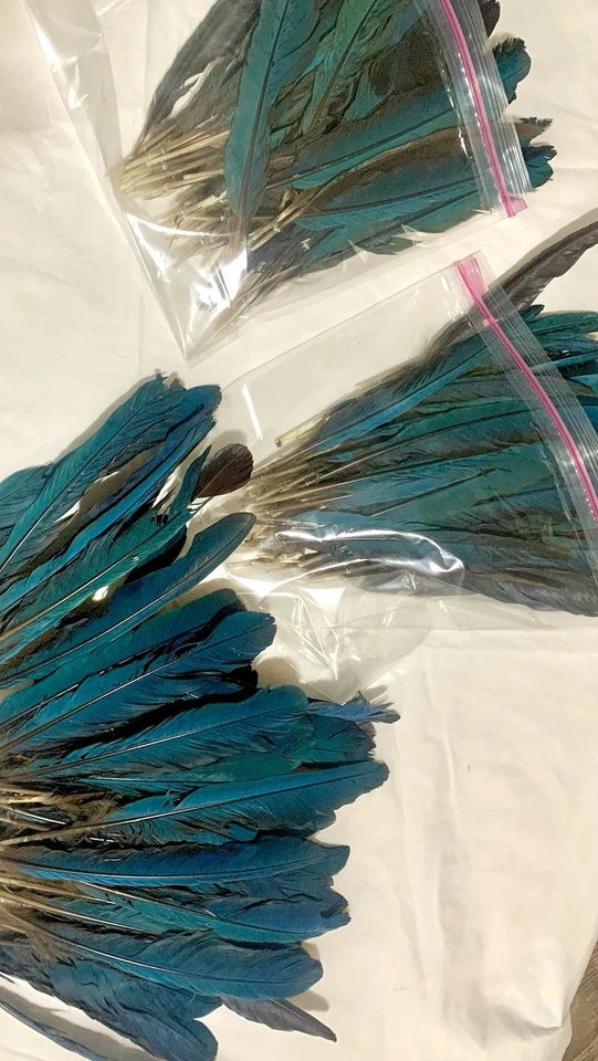Más de 50 hermosas plumas de guacamayo turquesa/verde y algunas negras. ¡3 juegos disponibles! Foto 1 de 4