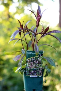 Fingerhut-Bartfaden - Penstemon digitalis 'Huskers Red' Staude im 1-Liter Topf - Bild 1 von 6