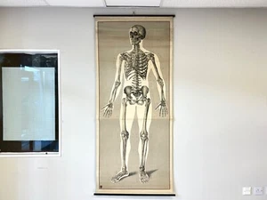 Deutsches Hygiene-Museum, Life Size Skeleton Anatomical Poster - Picture 1 of 8