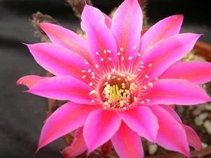 Chamaelobivia (Peanut Cactus) "Stardust" Cactus Seeds (100 Seeds) - Picture 1 of 2