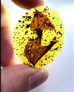 Burmese fossil burmite Cretaceous amber leaf plant fossil amber Myanmar - Picture 1 of 6